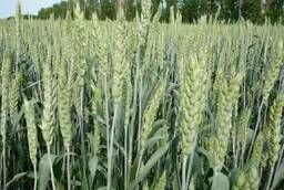 Семена яровой пшеницы твердая и мягкая