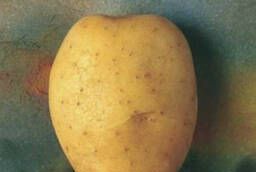Семенной картофель Альбатрос