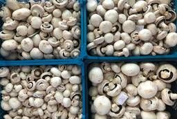 Fresh mushrooms open non-standard substandard