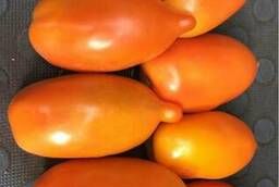 Тепличные томаты сорт Луштица F1