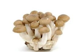 Royal oyster mushroom, grain mycelium 3, 2 kg