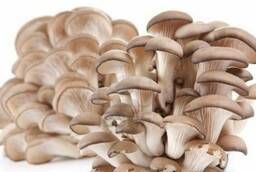 Oyster mushrooms - fresh oyster mushrooms