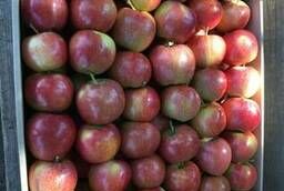 Яблоки Гала урожай 2020