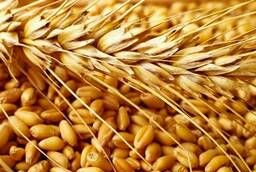 Зерно (пшеница, рожь, ячмень, овес, просо)прод. и фуражн.