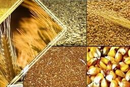 Forage Wheat, Barley, Oats, Maize and peas
