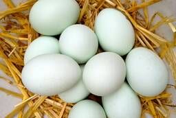 Инкубационное яйцо утки Агидель, Стар-53 круглый год