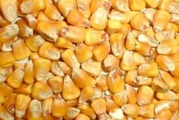 Срочно купим кукурузу фураж СРТ морской порт Махачкала