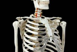 Model Human Skeleton 170 cm