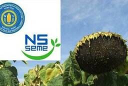 НСХ 6008  hybrid sunflower seeds for Express