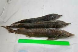 Sturgeon PSG 2-3 weight Tsars fish (10-12kg)