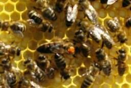 Пчеломатки Пчелы