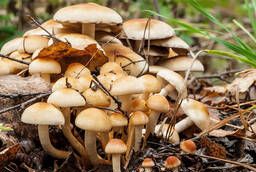 Пиоппино – древесного гриба рассада