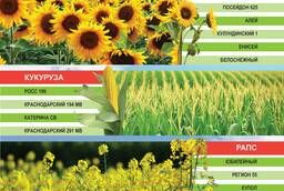Посевной материал, семена подсолнечника и кукурузы