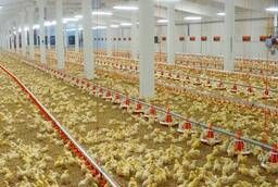 The operating poultry farm is on sale - meat