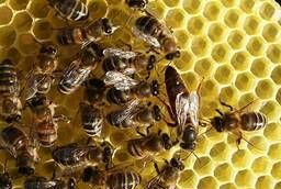 Продам сильные пчелосемьи карпатка