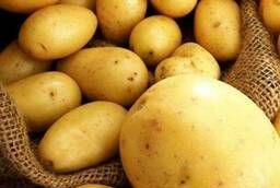 Продовольственная картошка от производителя.