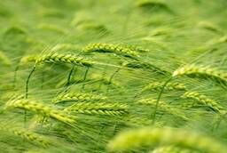 Пшеница яровая Лебедушка - семена