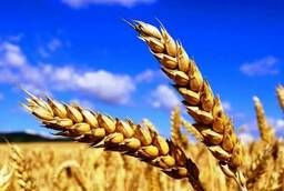 Пшеница яровая Саратовская 73 - семена