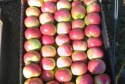 Реализуем мандарины, яблоки, айва, хурму(Азейбарджан)