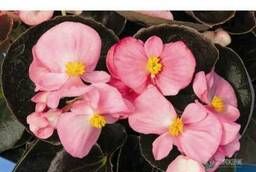 Семена цветов Бегония вечноцветущая Бада Бум (Pink) 1000 шт