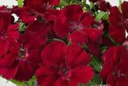 Семена цветов Гвоздика китайская Венти Парфайт (Crimson)1000