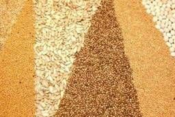 Семена кормовых травосмесей (продуктивная кормовая)