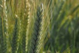 Wheat, barley, oat seeds Saatbau