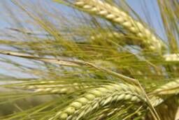 Spring barley seeds, grade Gris ES  PC1