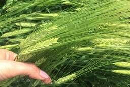 Seeds of spring barley grade Ratnik ES  RS1  RS2