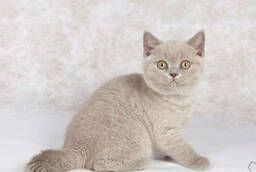 Шикарные британские котята - лиловые кошечки