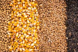 Зерно - пшеница, кукуруза, ячмень, просо, овес, рожь | Grain