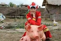 Животные на ферме свинья с поросятами