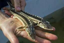 Live Sturgeon for a pond