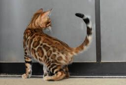 Bengal kittens from the cattery