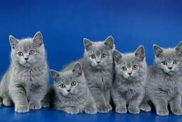 British kittens from the Tin Arden cattery * RU