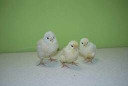 Цыплята породы Орпингтон белый