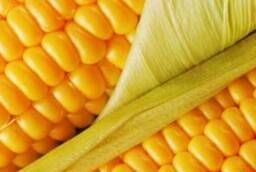 Фалькон- Ранний гибрид кукурузы от компании Сингента