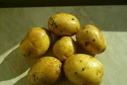 Картофель молодой, капуста , лук на экспорт