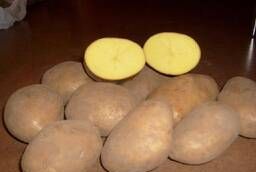 Картофель оптом 5 Скарб, Вектор, Бриз от производителя