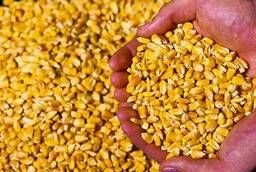 Кукуруза продовольственная (большие объёмы)