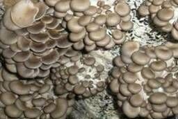 Oyster mushroom mycelium