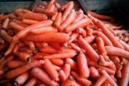 Морковь некондиция