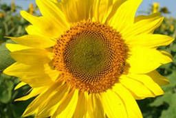 Heater painting Sunflower