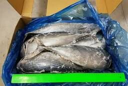 Pelamida (tuna) 1400-1800 115 China