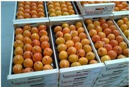We offer to buy in bulk Chamomile persimmon