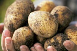 Продаем картофель из Беларуси - опт и розница
