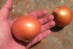I sell a good calibrated onion