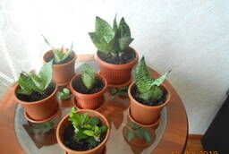 I sell indoor plants