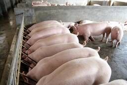 Продажа свиньи живым весом
