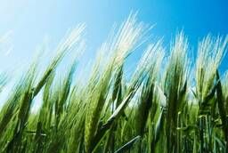 Пшеница яровая Кинельская 61 - семена